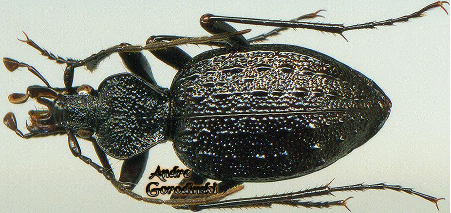 http://www.gorodinski.ru/carabidae/Cychrus gorodinski.jpg